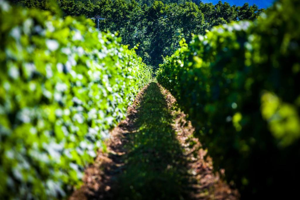 Agriturismo Casteldelpiano Licciana Nardi Buitenkant foto